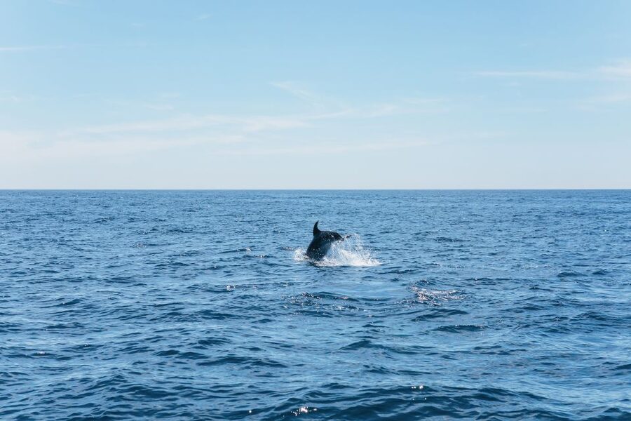 Albufeira: 2.5-Hour Benagil Caves & Dolphin Watching - The dolphin search is the unpredictable centerpiece