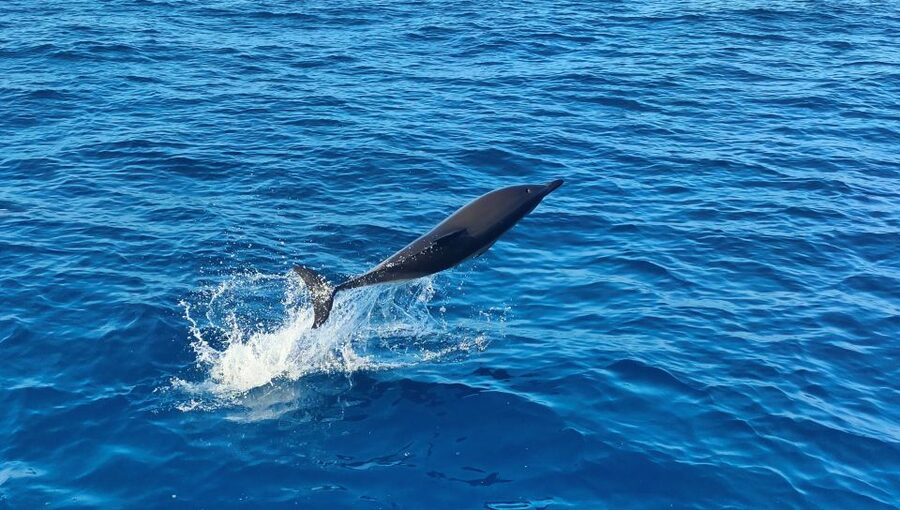 Albufeira: 2.5-Hour Dolphin Watching and Caves Trip - Is $41 good value?