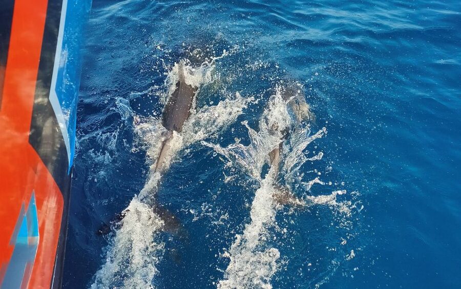 Albufeira: 2.5-Hour Dolphin Watching and Caves Trip - What this Albufeira boat trip is really like