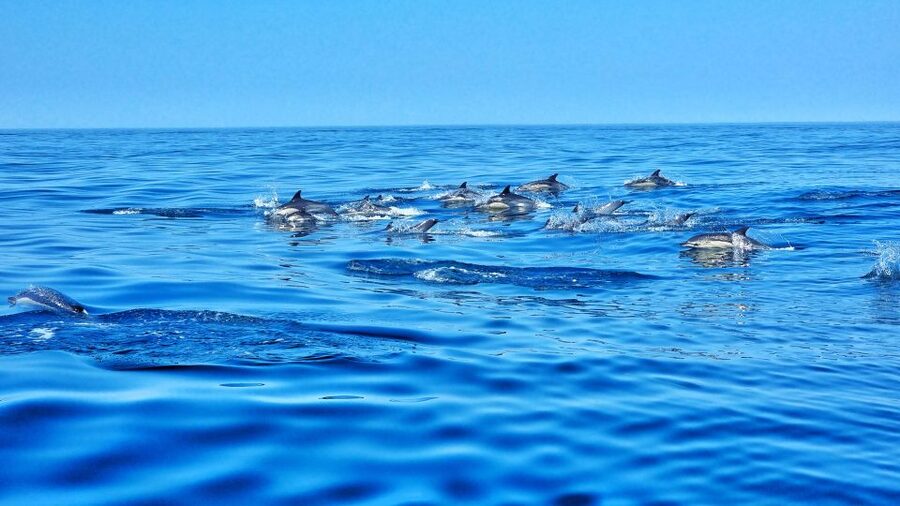 Albufeira: Benagil Cave and Dolphin Sightseeing Boat Cruise - Albandeira’s caves and Marinha Beach