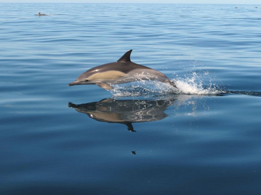 Albufeira: Benagil Cave and Dolphin Sightseeing Boat Cruise - Dolphin watching in the open sea