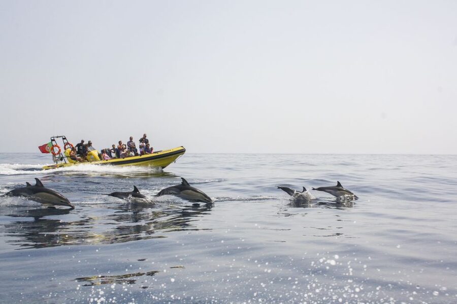 Albufeira: Benagil Caves & Dolphin Watching Speed Boat Tour - Key points to know before you book