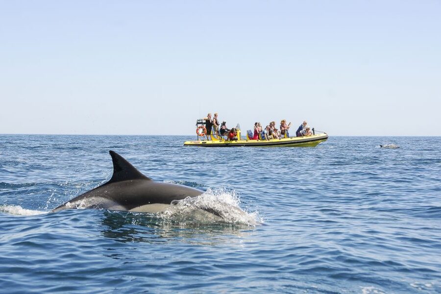 Albufeira: Benagil Caves & Dolphin Watching Speed Boat Tour - Is $40 good value for this Albufeira boat tour?