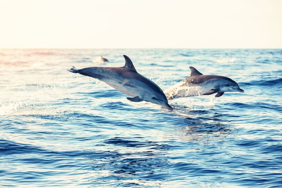 Albufeira: Benagil Caves & Dolphin Watching Speed Boat Tour - São Rafael, Marinha, and the golden cliffs