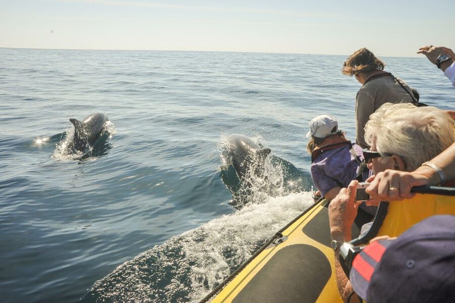 Albufeira: Benagil Caves & Dolphin Watching Speed Boat Tour - The dolphin search and the limits of wildlife watching