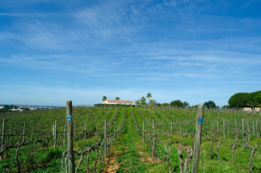Albufeira: City Highlights & WINE TASTING - What the guide adds to the experience