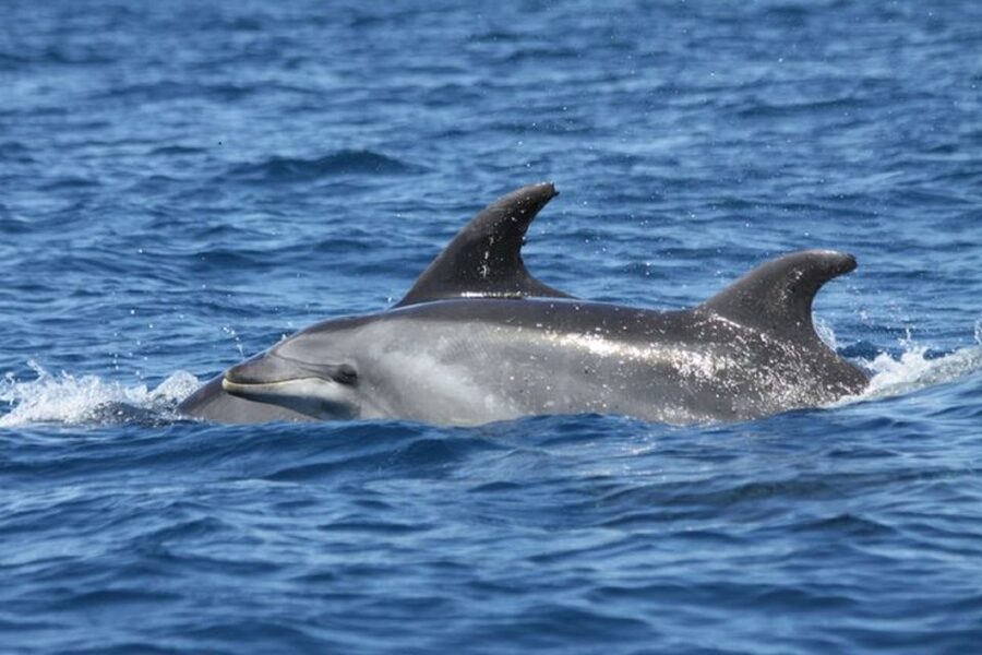 Albufeira: Dolphin Watching and Benagil Cave - Practical Tips Before You Go