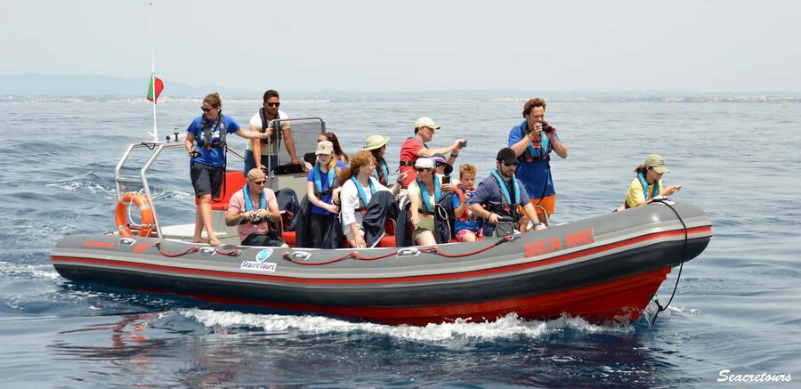 Albufeira: Dolphin Watching and Benagil Cave Boat Cruise - Key points at a glance