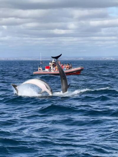 Dolphin Watching and Benagil Cave Boat Cruise