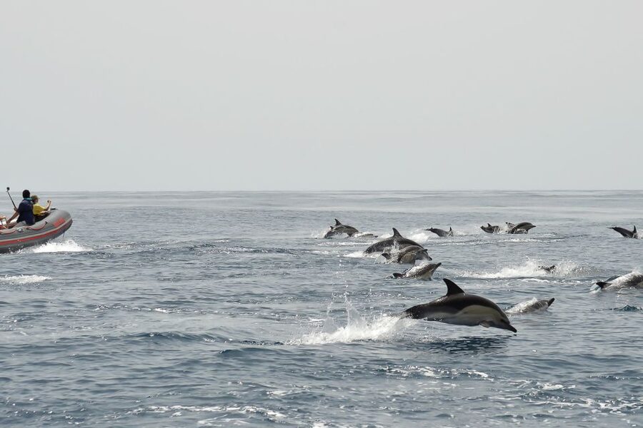 Albufeira: Dolphin Watching and Benagil Cave Boat Cruise - Who should book, and who should skip it