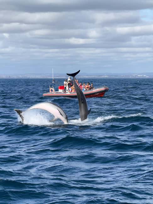 Albufeira: Dolphin Watching and Benagil Cave Boat Cruise - Along the Algarve cliffs, beaches, and rock formations