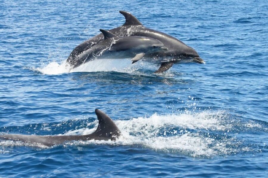 Albufeira: Dolphin Watching and Benagil Cave - Entering Benagil Cave by Boat