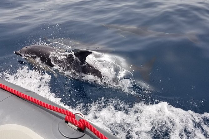Albufeira: Dolphins and Caves Tour - From Albufeira Marina to the open sea