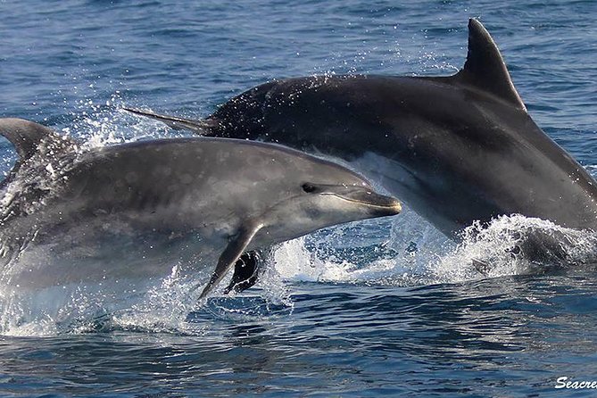 Albufeira: Dolphins and Caves Tour - Benagil Cave and the Algarve cliffs