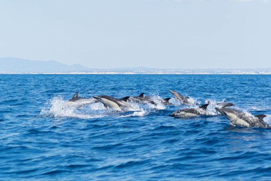 Albufeira: Dolphins, Benagil Caves and Coastline Boat Tour - Booking, cancellation, and language choices