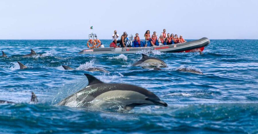 Albufeira: Dolphins, Benagil Caves and Coastline Boat Tour - Who will enjoy this boat trip most