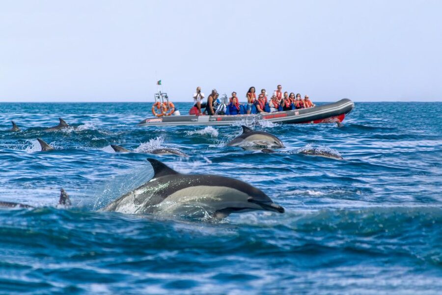 Albufeira: Dolphins, Benagil Caves and Coastline Boat Tour - Is $34 a good price?