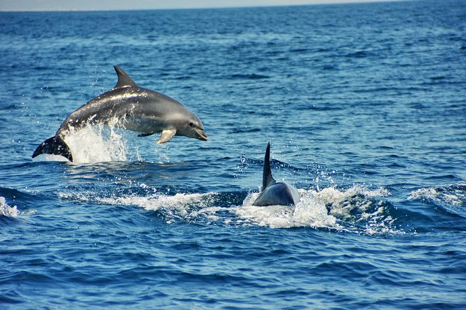 Albufeira Dreamer Boat Trip - Dolphin spotting with help from a marine biologist