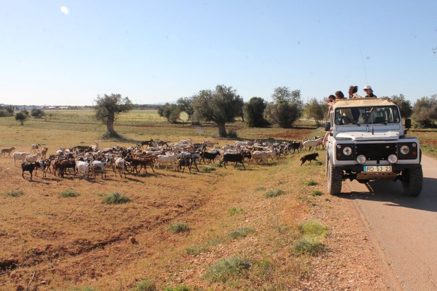 Albufeira: Jeep Safari Half-Day Countryside Tour - Key points to know before you book