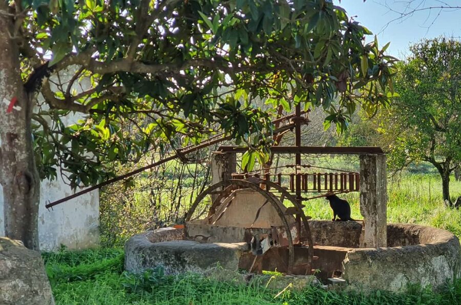 Albufeira: Safari Excursion in the Algarve Mountains - Key points to know before booking