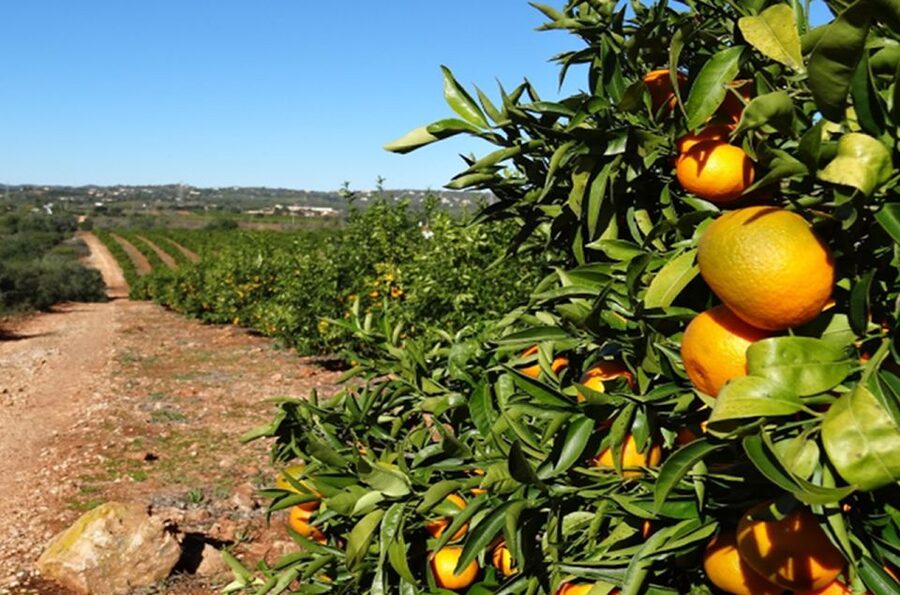 Albufeira: Safari Excursion in the Algarve Mountains - Is $47 a fair price for four hours?