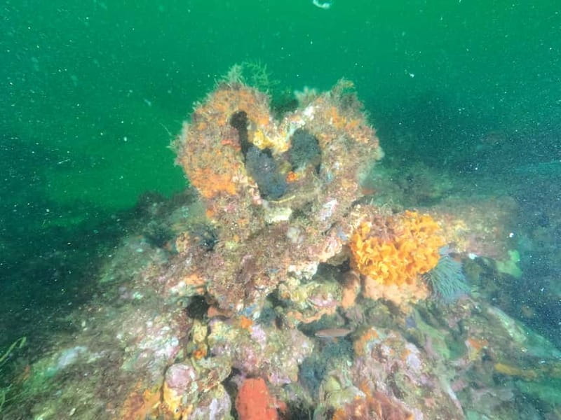 Albufeira: Scuba Diving Experience for Beginners - The honest drawbacks
