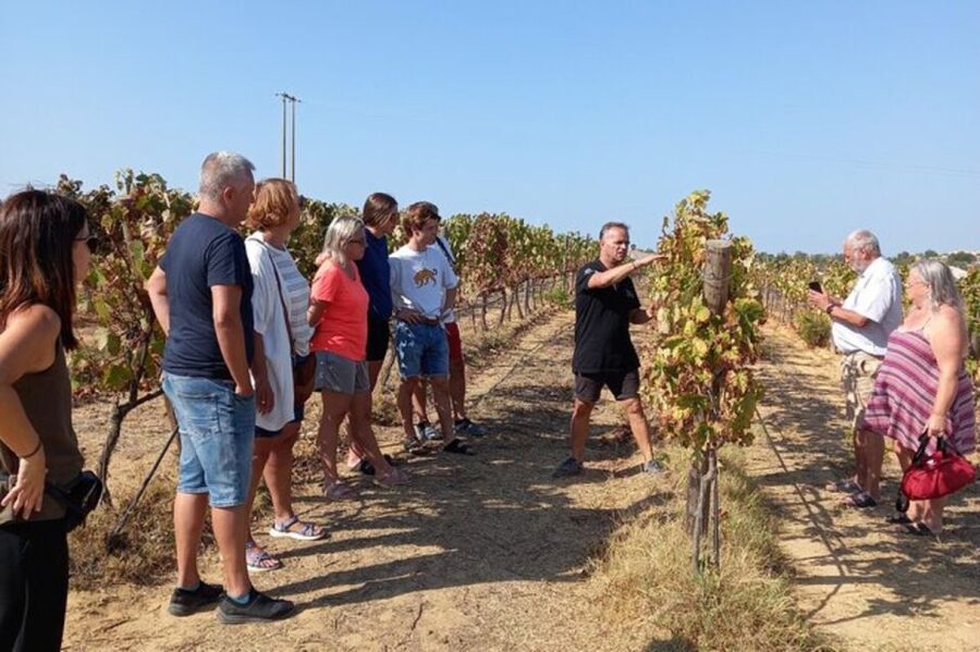Albufeira/Vilamoura: Winery Tour with Wine Tasting and Tapas - Key points at a glance