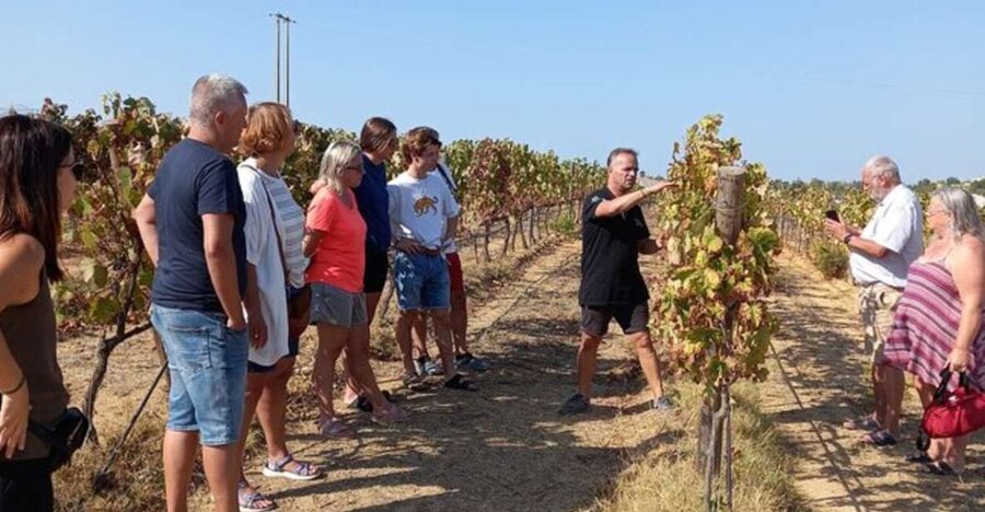 Albufeira/Vilamoura: Winery Tour with Wine Tasting and Tapas - Four Portuguese wines with cheese and charcuterie