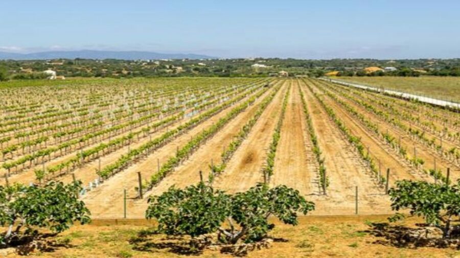 Algarve: Classic Wine Tour & Tasting in Silves - The cellar and barrel room