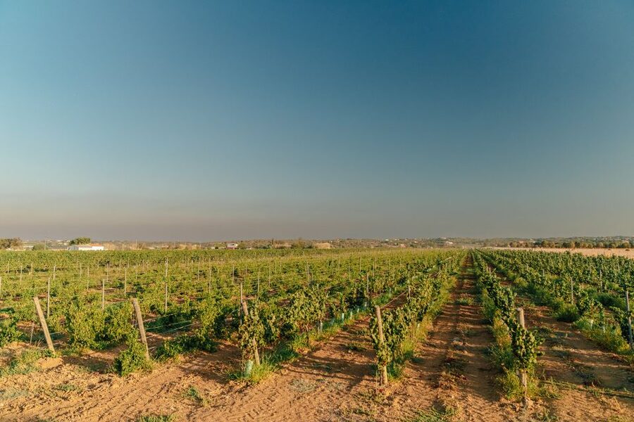 Algarve: Classic Wine Tour & Tasting in Silves - Local cheese and charcuterie make the tasting better
