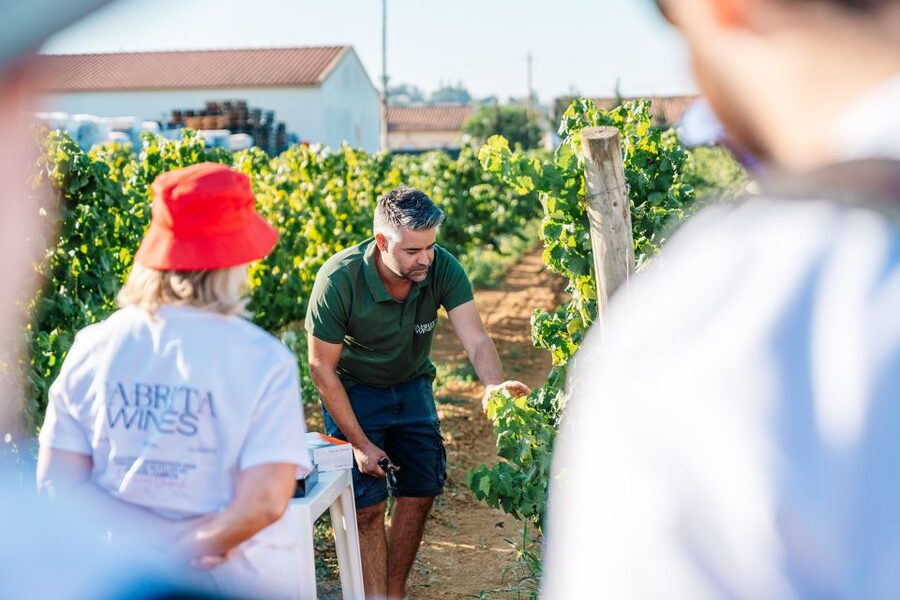 Algarve: Classic Wine Tour & Tasting in Silves - Getting there from Silves and planning your arrival