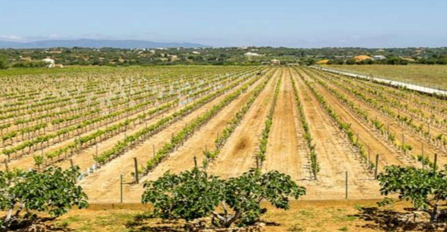 Algarve: Classic Wine Tour & Tasting in Silves - The first 30 minutes: vineyard and production rooms