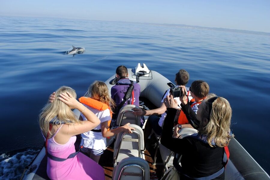 Algarve Dolphin Watching & Marine Life Eco Tour - Who should book this Algarve tour?