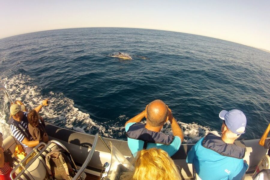 Algarve Dolphin Watching & Marine Life Eco Tour - Seabirds provide a second show