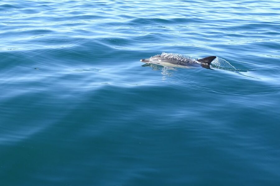 Algarve Dolphin Watching & Marine Life Eco Tour - The secret stop is the wildlife focus