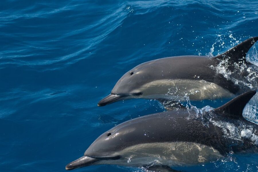Algarve Dolphin Watching & Marine Life Eco Tour - The guide makes the difference