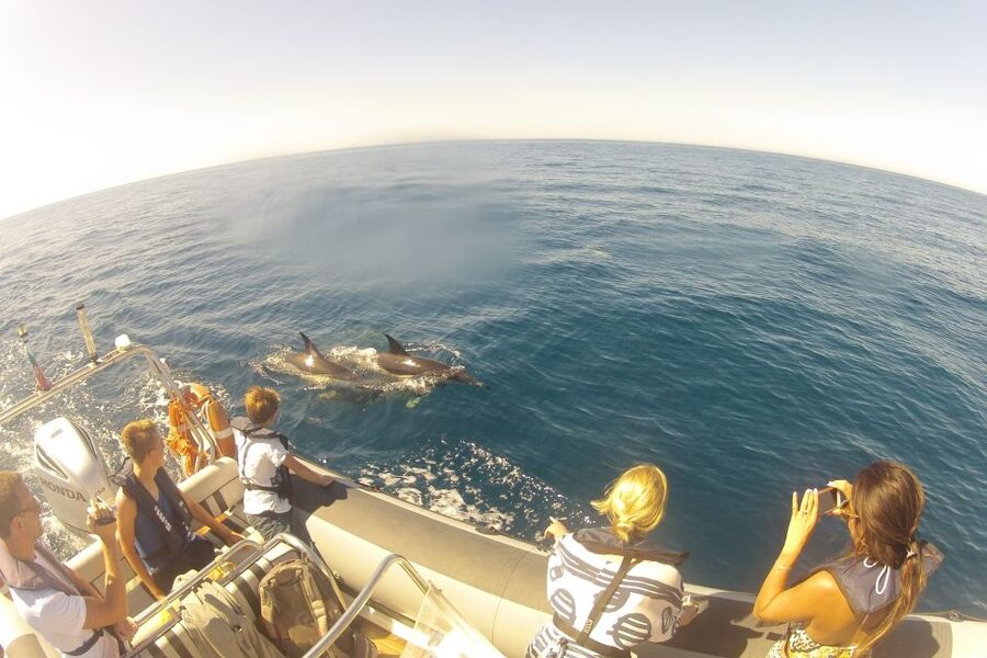 Algarve Dolphin Watching & Marine Life Eco Tour - Comfort, safety, and the RIB boat
