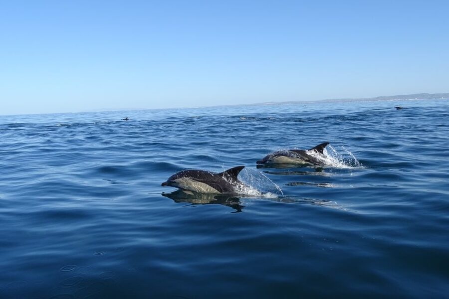 Algarve Dolphin Watching & Marine Life Eco Tour - Is $64 a fair price?