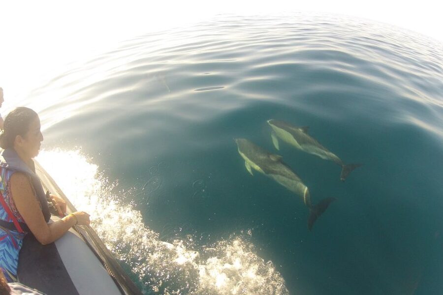 Algarve Dolphin Watching & Marine Life Eco Tour - Looking for dolphins beyond Santa Maria Cape
