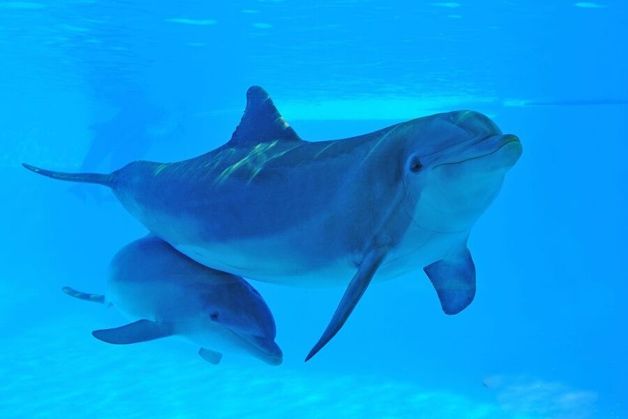 Algarve Zoomarine Ticket and Dolphin Emotions Experience - Is $142 a fair price?