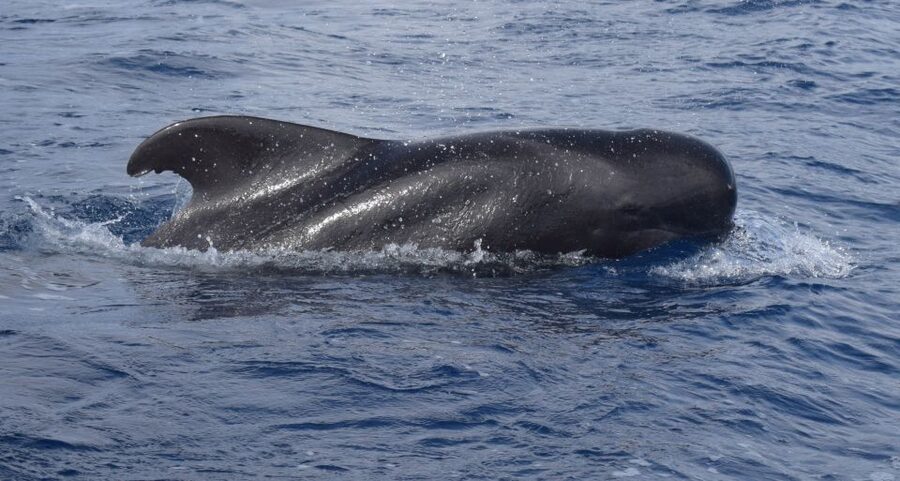All Inclusive Whale and Dolphin Watching Luxury Tour - Cabo Girão: Swimming Beneath a 586-Meter Cliff