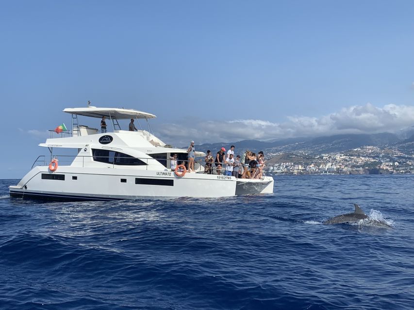 All Inclusive Whale and Dolphin Watching Luxury Tour - What Makes the Luxury Upgrade Worth $93