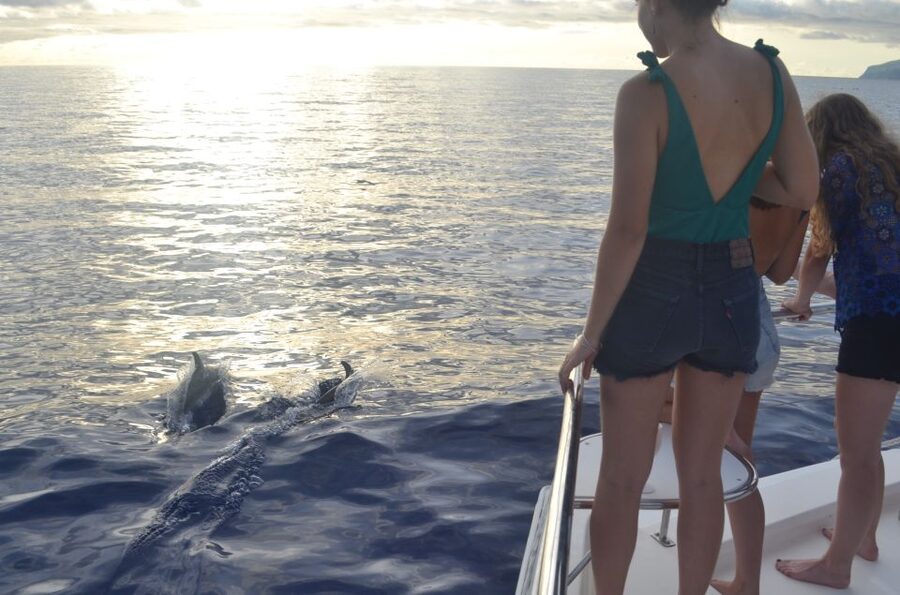 All Inclusive Whale and Dolphin Watching Luxury Tour - Food, Drinks, and Practical Comfort