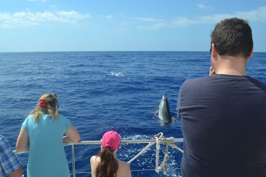 All Inclusive Whale and Dolphin Watching Luxury Tour - Who Will Enjoy This Madeira Catamaran Tour
