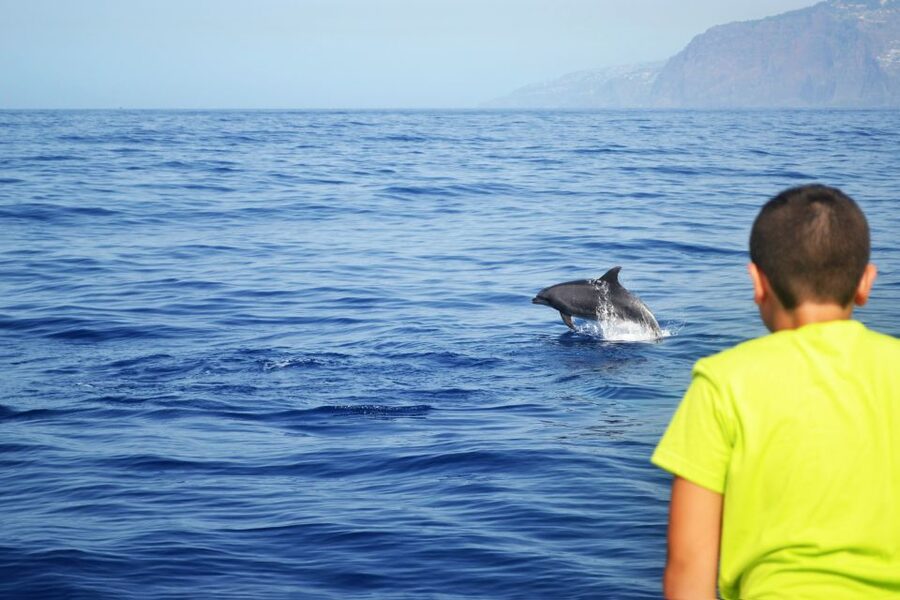 All Inclusive Whale and Dolphin Watching Luxury Tour - Should You Book It?