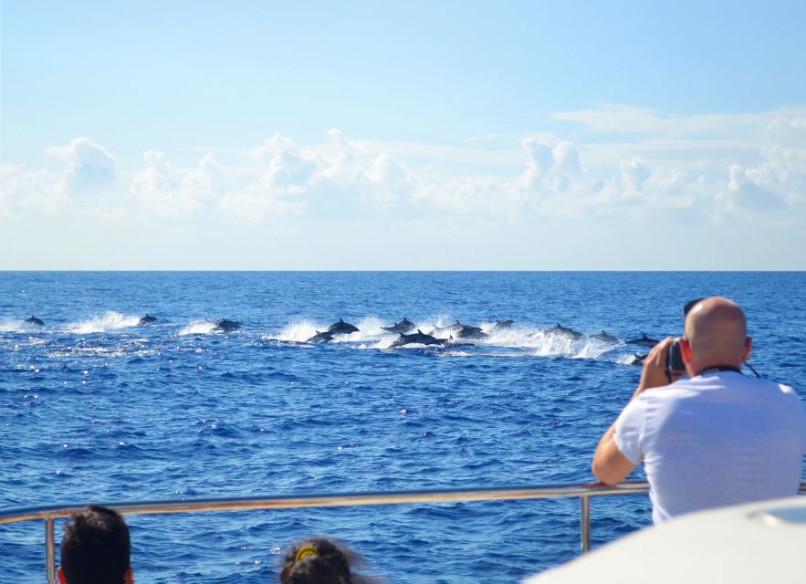 All Inclusive Whale and Dolphin Watching Luxury Tour - The Secret Stop and Madeira Snacks