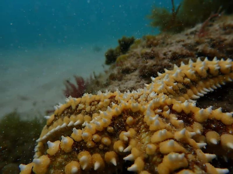 Arrábida Marine Reserve: Kayaking & Snorkeling Tour - Snorkeling in the Prof. Luiz Saldanha Marine Park