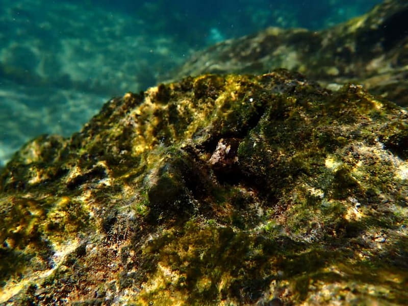 Arrábida Marine Reserve: Kayaking & Snorkeling Tour - Photos and what is included in the $45 price