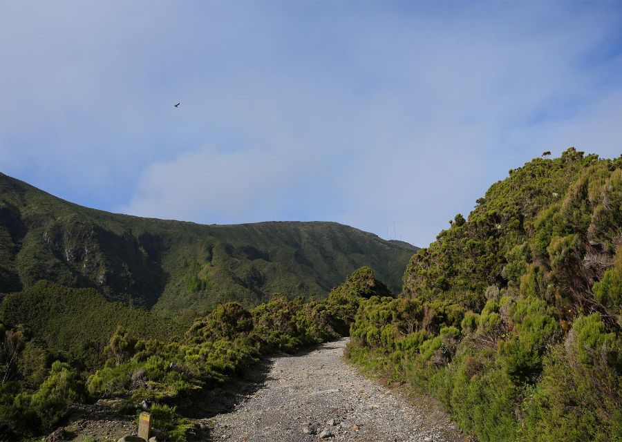 Azores: São Miguel and Lagoa do Fogo Hiking Trip - The first climb through pasture and cryptomeria