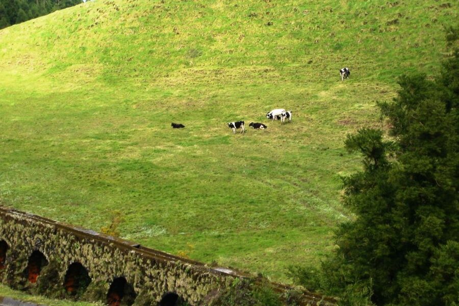 Azores: Sete Cidades Scenic Jeep Tour from Ponta Delgada - What the guides add to the ride